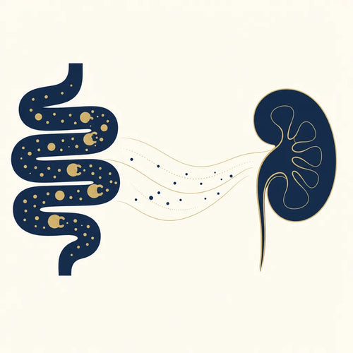 How Kidney Balance works: gut bacteria help process nitrogen before it reaches the kidney